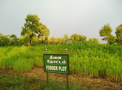 Fodder Plot